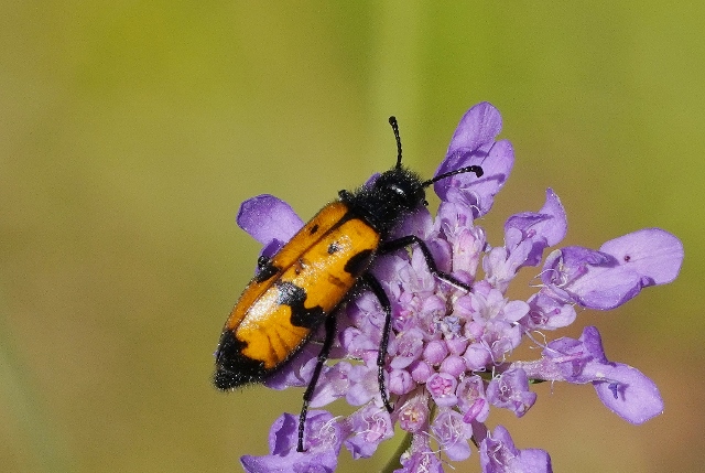 Meloidae: Mylabris quadripunctata? S.